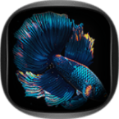 BETTA FISH icon