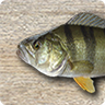 My Fishing HD icon