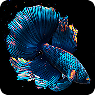 BETTA FISH icon