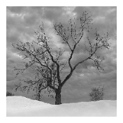 Lonely Tree icon