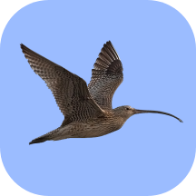 Birds of Russia icon