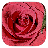 Most expensive pictures draw 2020 icon