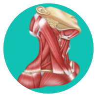 Easy Anatomy - Атлас & Тесты icon