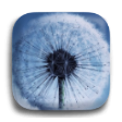 Dandelion icon
