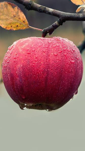 APPLE FILMY icon