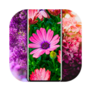 Flower Wallpapers icon