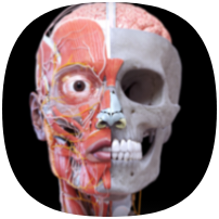Anatomy 3D Atlas icon